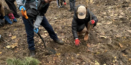 Powiększ grafikę: wspolne-sadzenie-drzew-na-matarni-650642.jpg