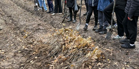 Powiększ grafikę: wspolne-sadzenie-drzew-na-matarni-650646.jpg