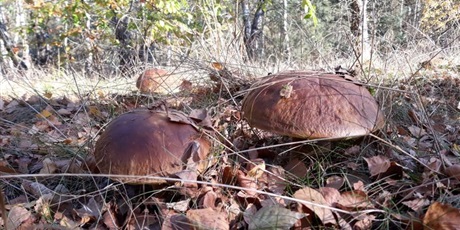 Powiększ grafikę: zielona-szkola-w-wygoninie-4451.jpg